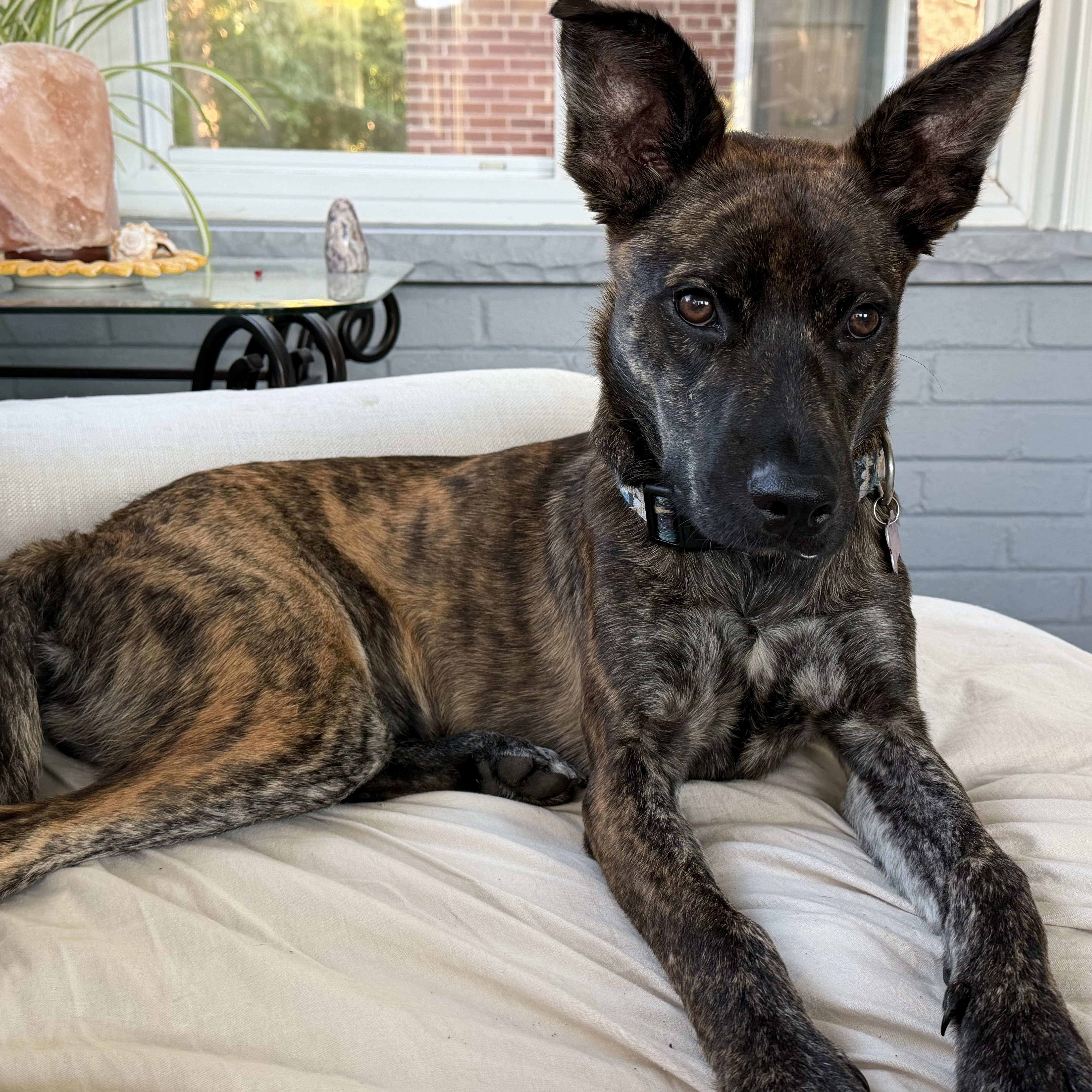 Kauai, Adopted, Young Female Shepherd & Mixed Breed.