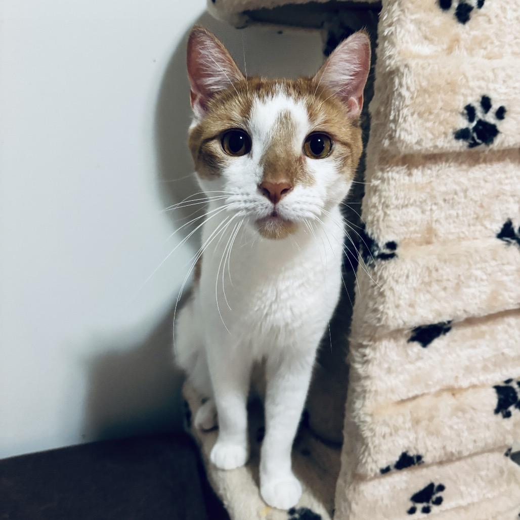 Prince 3, a Adoptable Domestic Short Hair in Middle Village, NY image 2/6