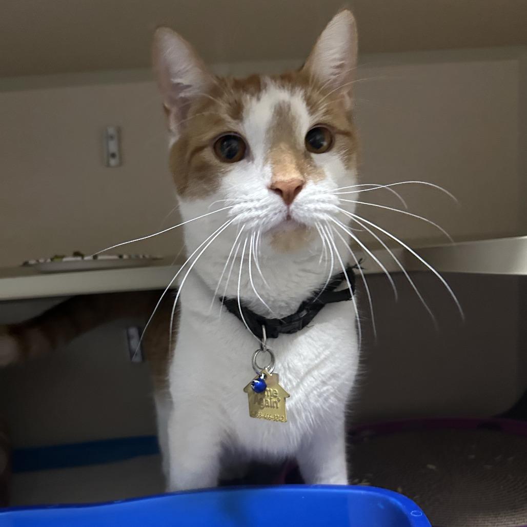 Prince 3, a Adoptable Domestic Short Hair in Middle Village, NY image 5/6