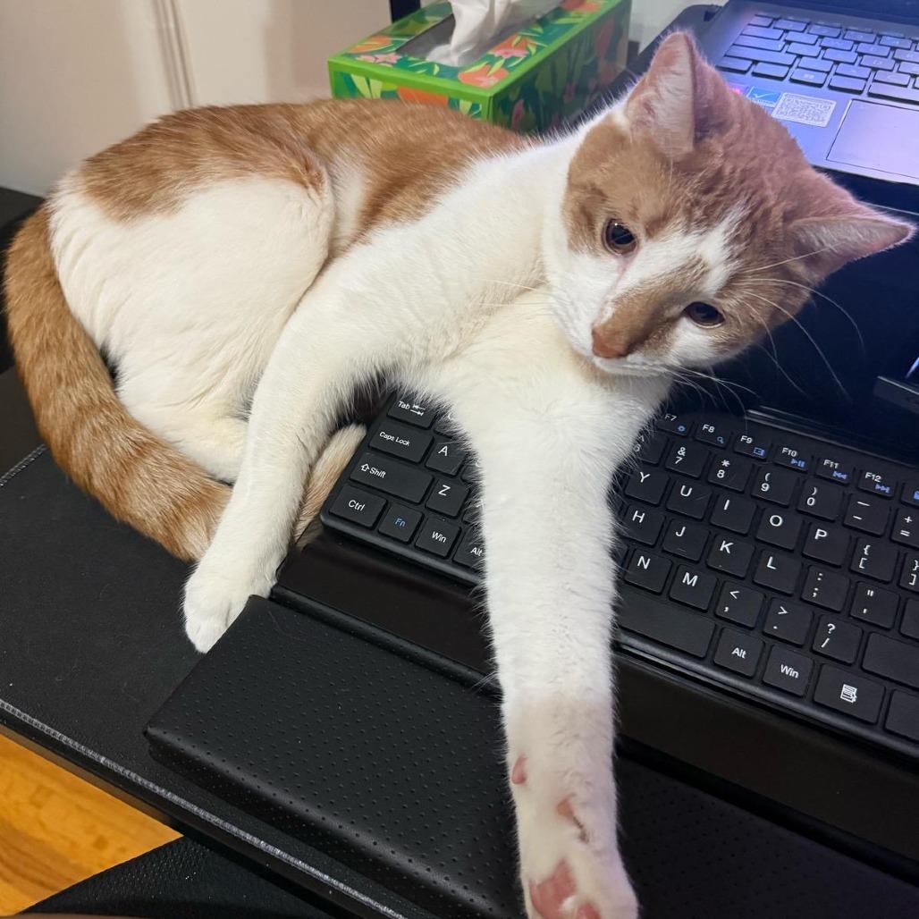 Prince 3, a Adoptable Domestic Short Hair in Middle Village, NY image 6/6