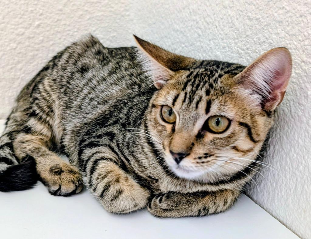 Snow Pea, Adoptable, Kitten Female Domestic Short Hair.