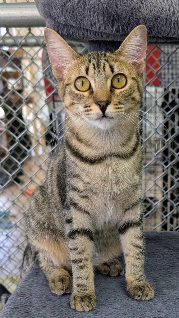 Enlarge Snow Pea, a Adoptable mixed breed in Peoria, AZ image 2/3