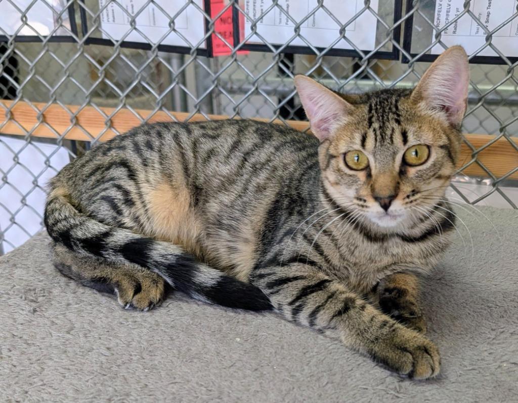 Enlarge Snow Pea, a Adoptable mixed breed in Peoria, AZ image 3/3