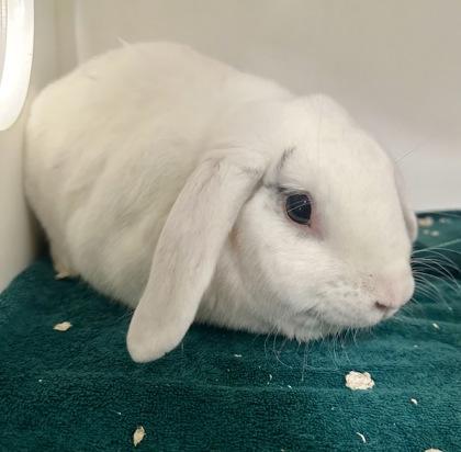 Bun Bun (Adoption Ambassador), Adoptable, Adult Male Bunny Rabbit & Bunny Rabbit.