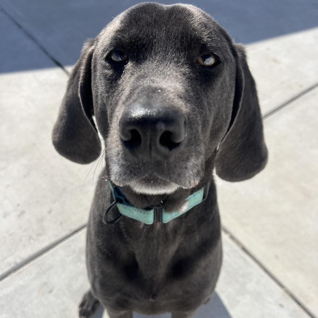 Obi, Adoptable, Adult Male Weimaraner.
