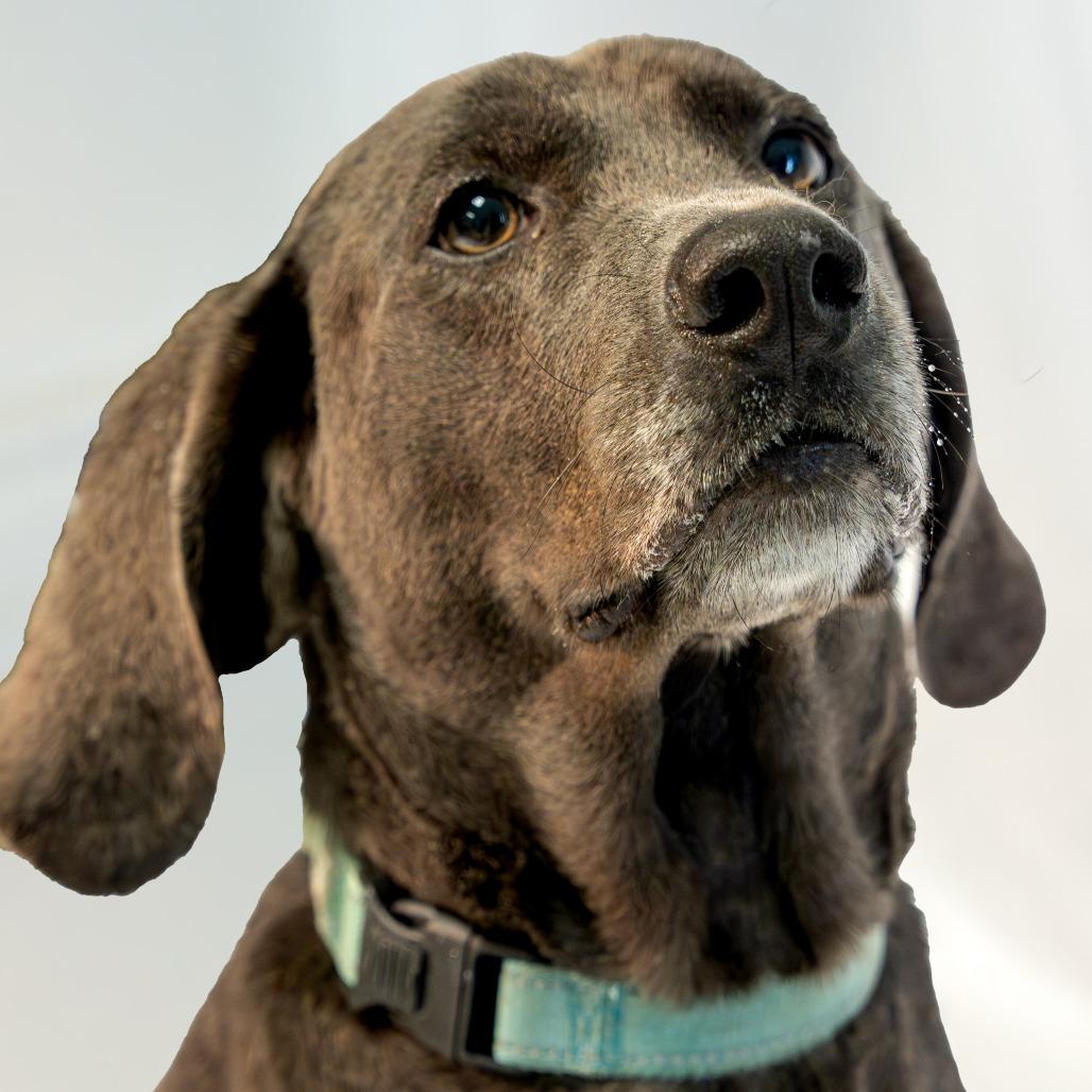 Enlarge Obi, a Adoptable mixed breed in Harrisonburg, VA image 2/6