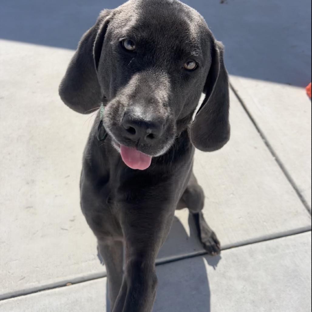 Enlarge Obi, a Adoptable mixed breed in Harrisonburg, VA image 2/6