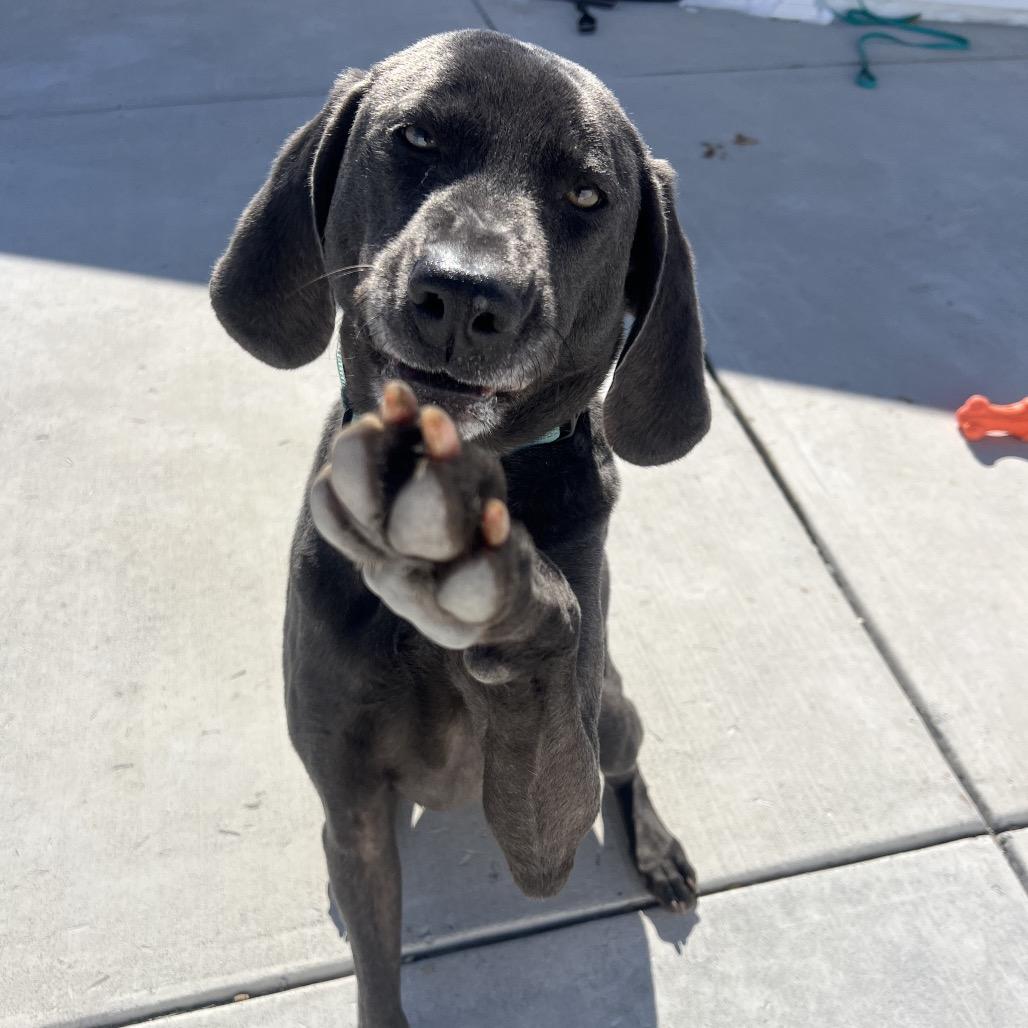 Enlarge Obi, a Adoptable mixed breed in Harrisonburg, VA image 3/6
