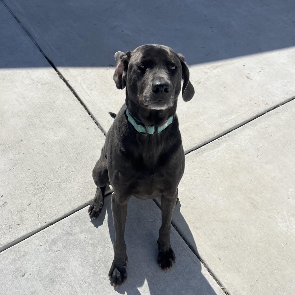 Enlarge Obi, a Adoptable mixed breed in Harrisonburg, VA image 4/6