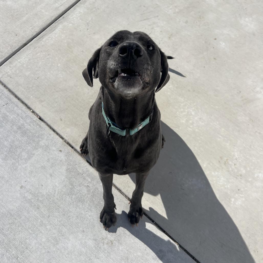 Enlarge Obi, a Adoptable mixed breed in Harrisonburg, VA image 5/6