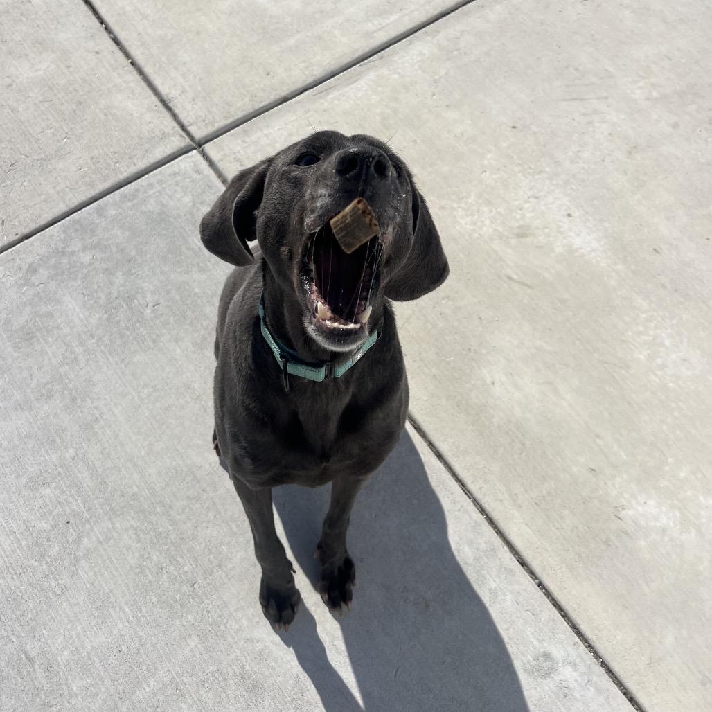 Enlarge Obi, a Adoptable mixed breed in Harrisonburg, VA image 6/6