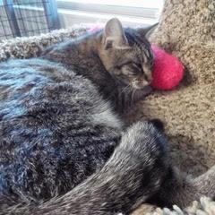 Willie--Available with Bonded Brother, Waylon photo 6