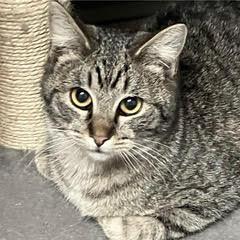 Willie--Available with Bonded Brother, Waylon, Baby Male unknown