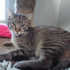 Willie--Available with Bonded Brother, Waylon photo 2