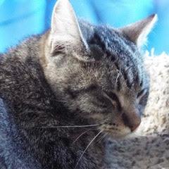 Willie--Available with Bonded Brother, Waylon photo 5