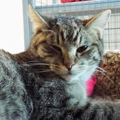 Willie--Available with Bonded Brother, Waylon photo 4