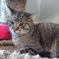 Willie--Available with Bonded Brother, Waylon photo 3
