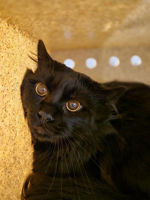 Enlarge BARN CAT JOEY, a Adoptable Domestic Long Hair in Kent, WA image 1/1