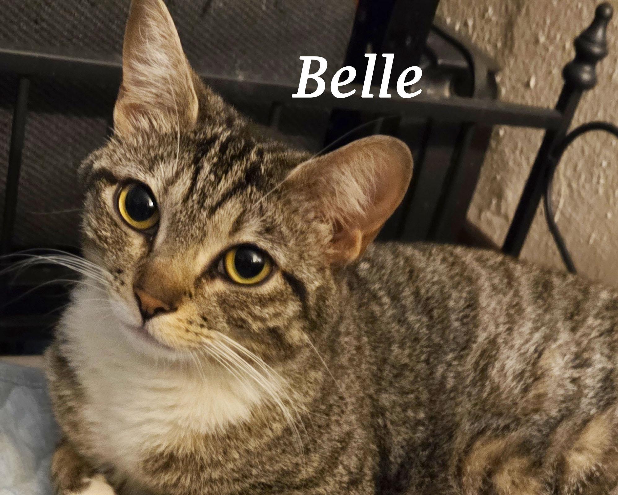BELLE, True Beauty!, Adopted, Young Female Tabby.