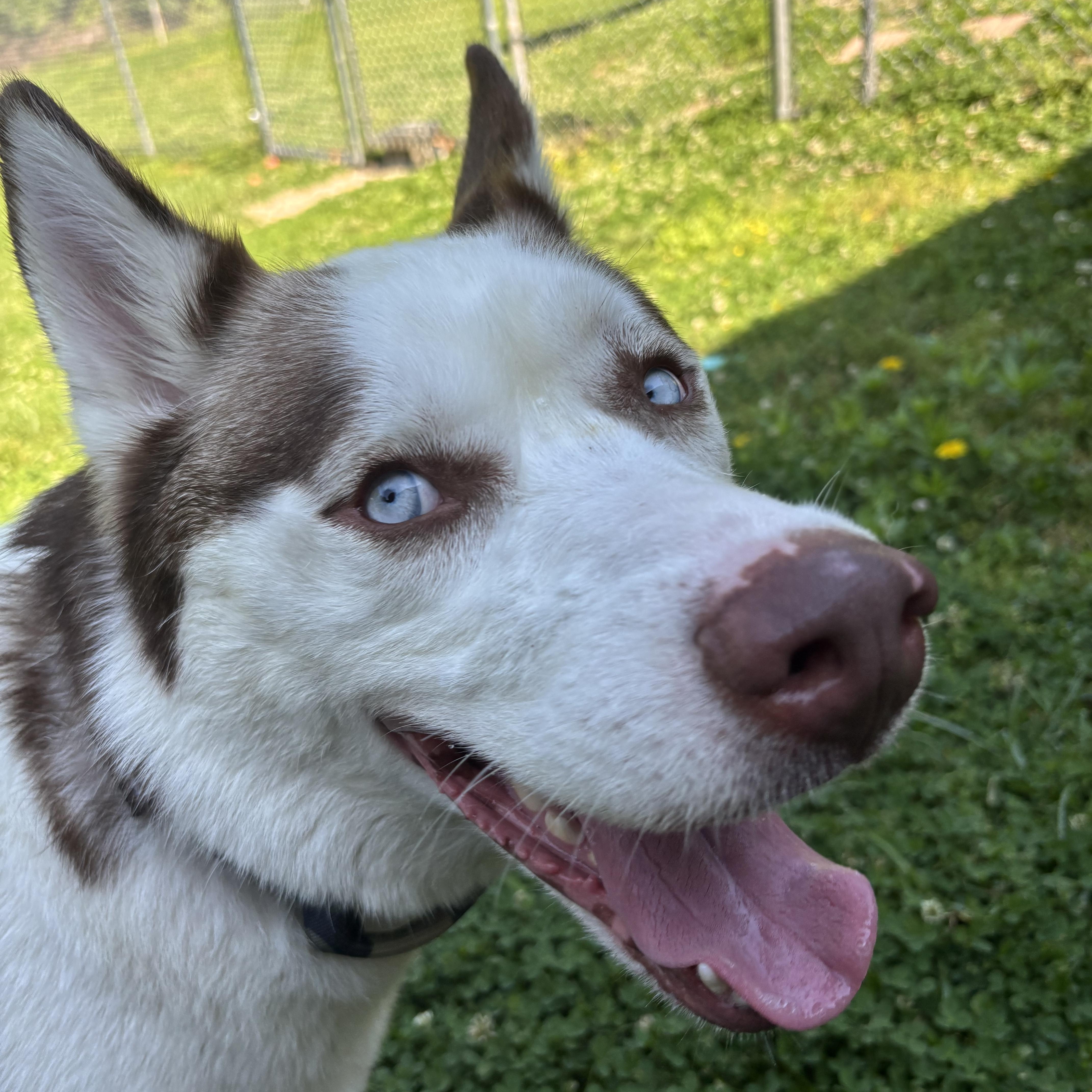 Enlarge Kodiak, a ADOPTABLE mixed breed in Circleville, OH image 4/5