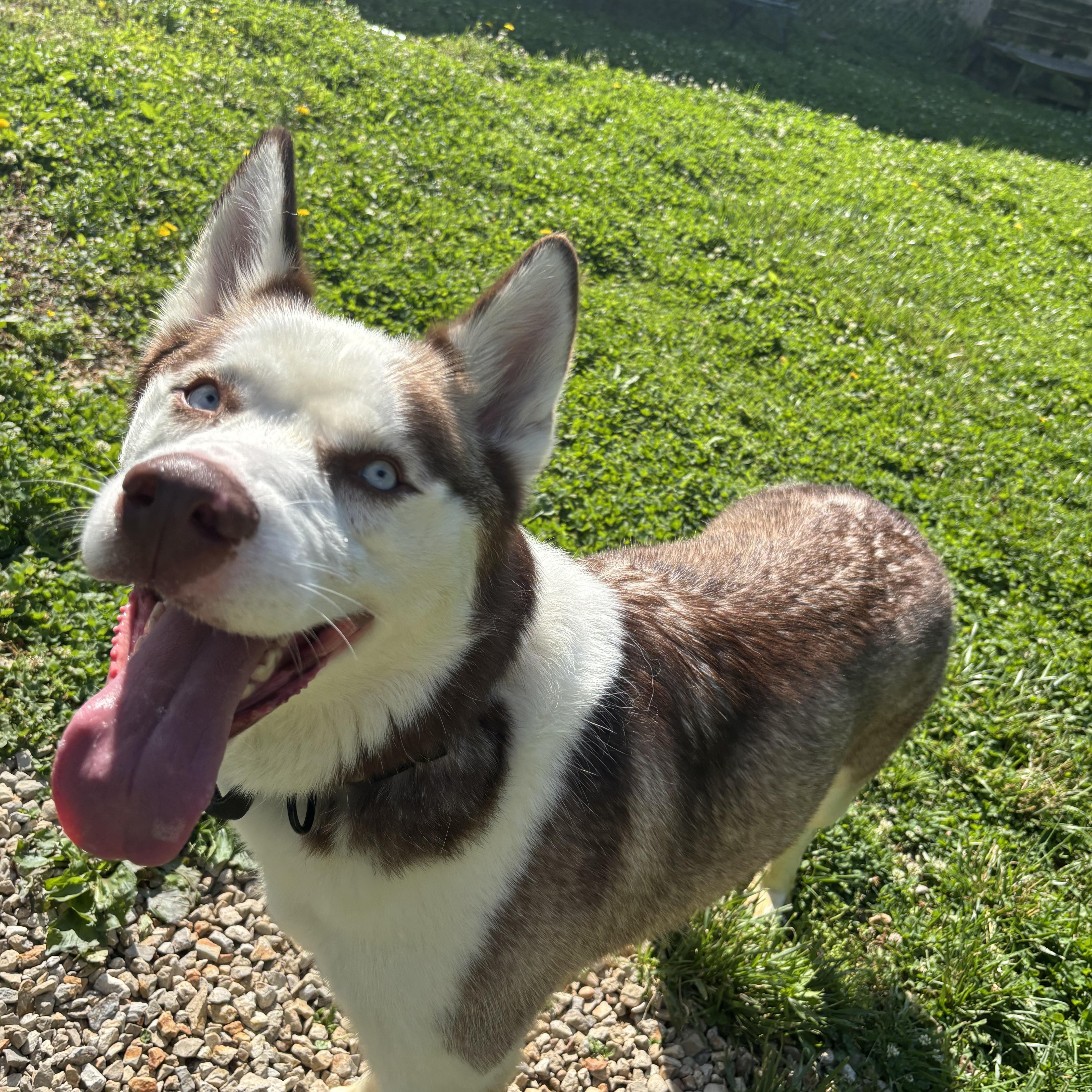 Kodiak, ADOPTABLE, Adult Male Siberian Husky.