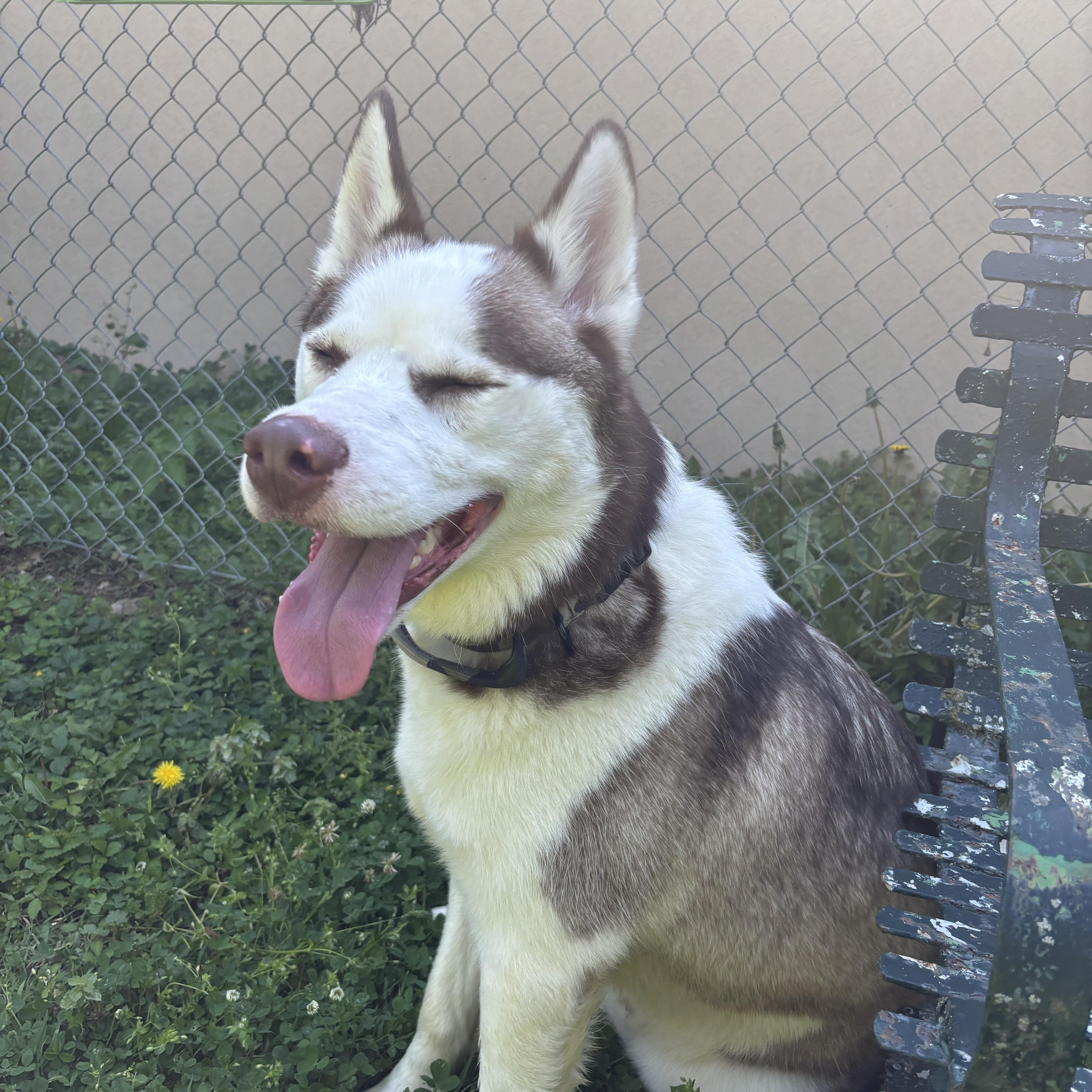 Enlarge Kodiak, a ADOPTABLE mixed breed in Circleville, OH image 3/5