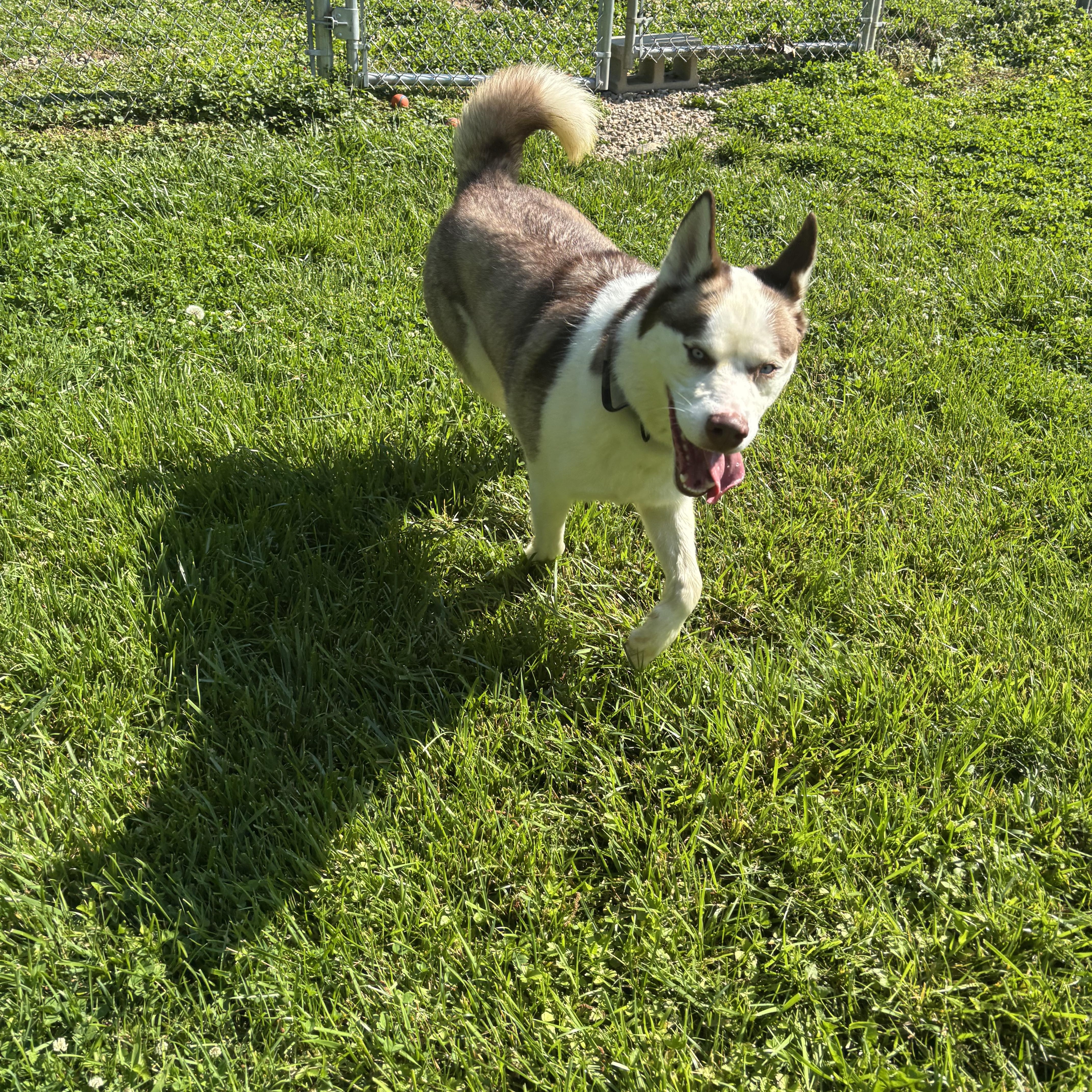 Enlarge Kodiak, a ADOPTABLE mixed breed in Circleville, OH image 5/5
