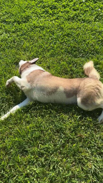 Enlarge Kodiak, a ADOPTABLE mixed breed in Circleville, OH video 2/5