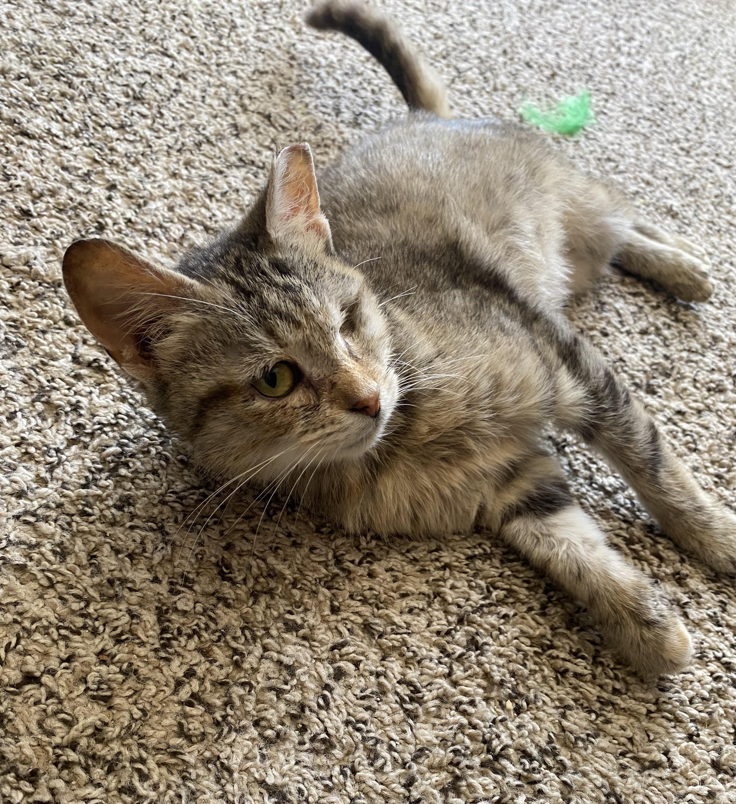 Enlarge Willow, an adoptable Domestic Short Hair in Lemoyne, PA image 3/5