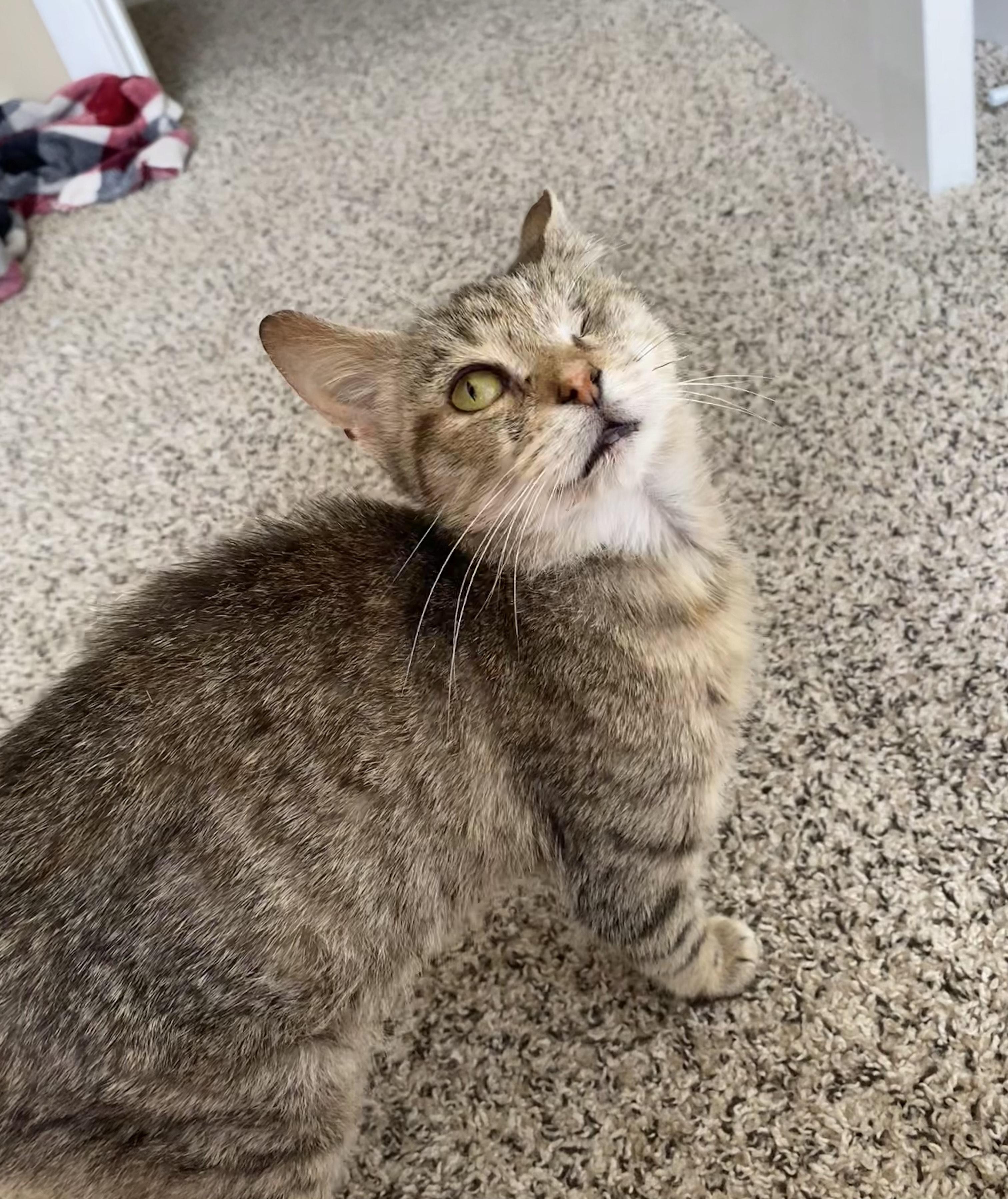 Enlarge Willow, an adoptable Domestic Short Hair in Lemoyne, PA image 4/5