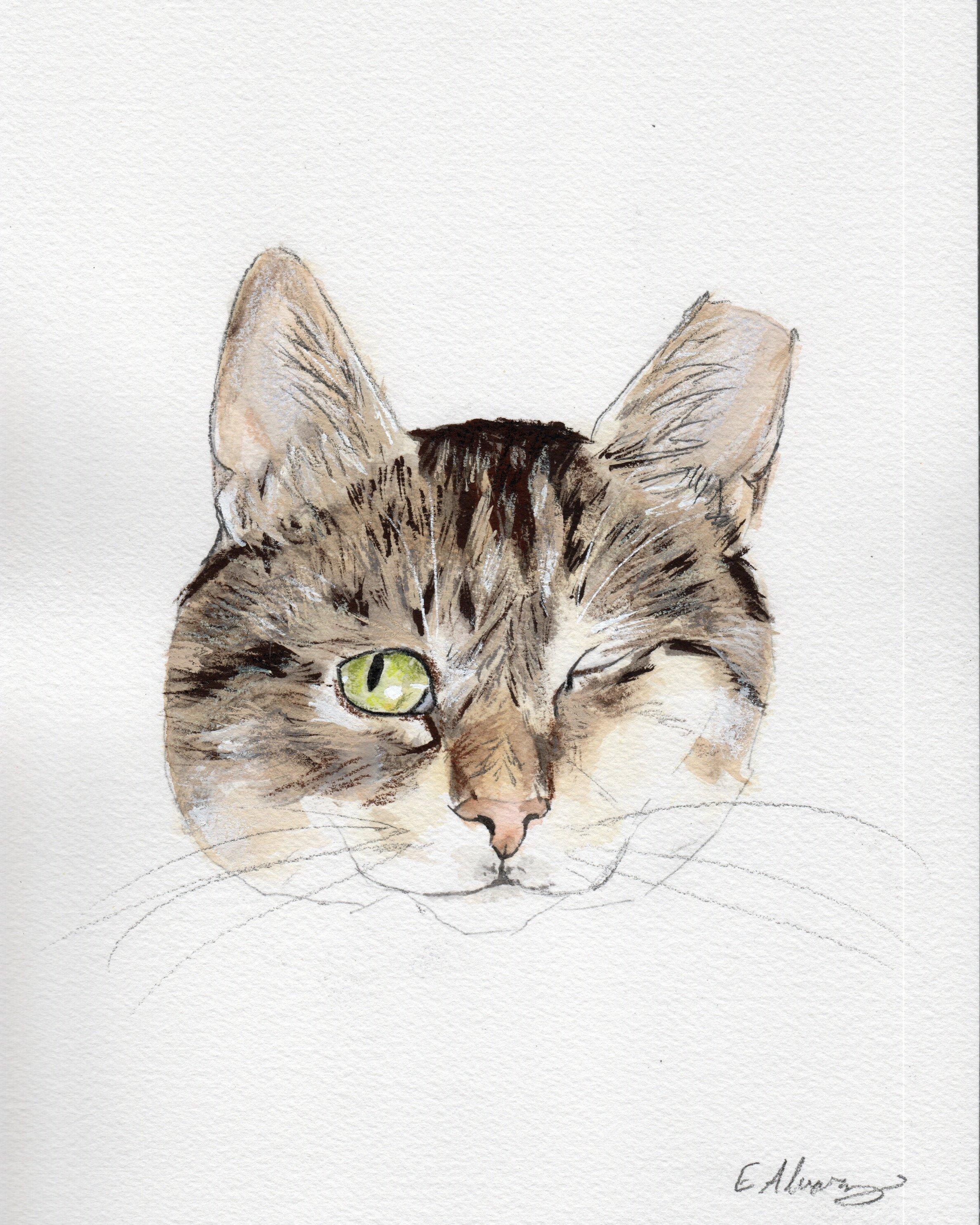 Willow, an adoptable Domestic Short Hair in Lemoyne, PA image 6/6