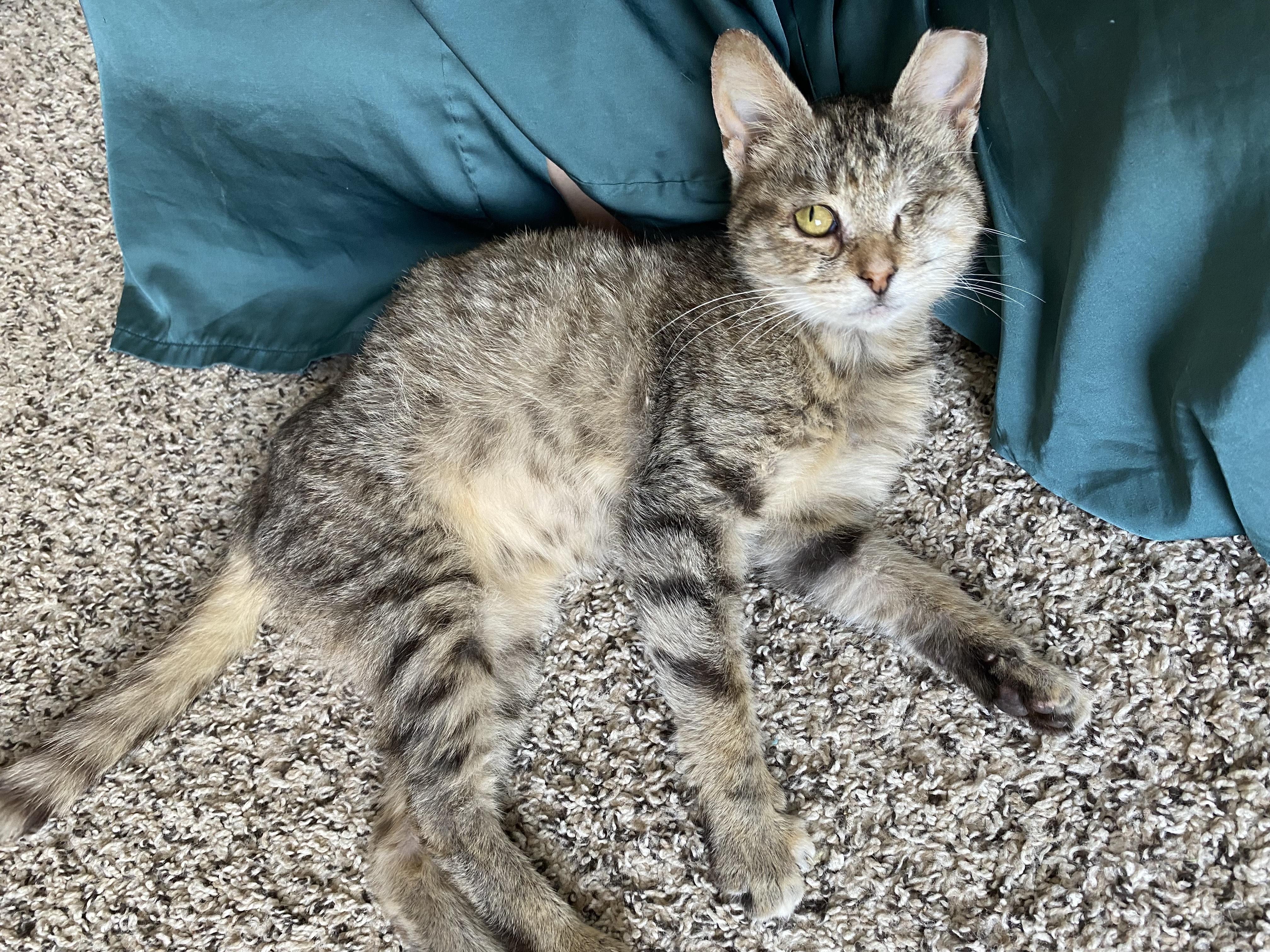 Willow, adoptable, Adult Female Domestic Short Hair.