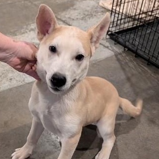 Peanut, a Adoptable mixed breed in Riverside, IA image 1/3