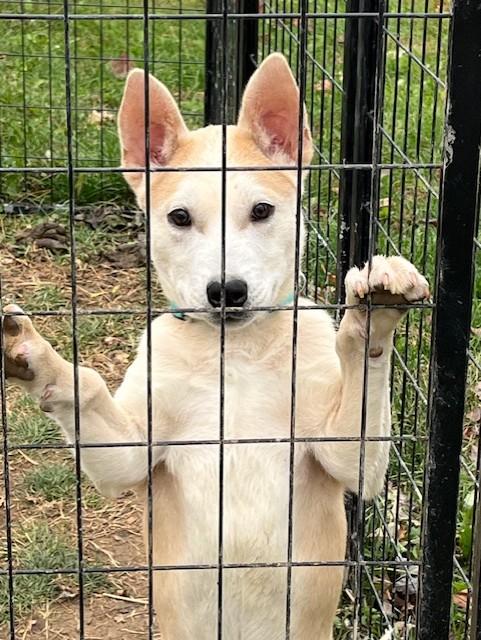 Peanut, a Adoptable mixed breed in Riverside, IA image 2/3