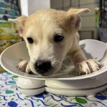 Peanut, a Adoptable mixed breed in Riverside, IA image 3/3