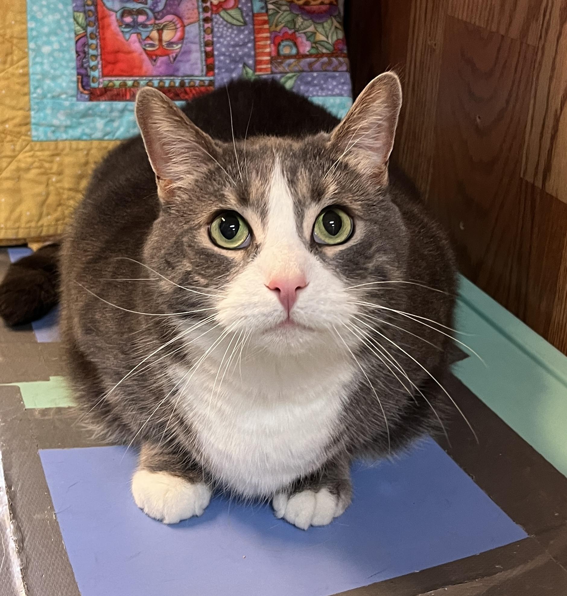 JAZY (CR/SC), a Adoptable Domestic Short Hair in Sainte-Angele-de-Monnoir, QC image 3/7