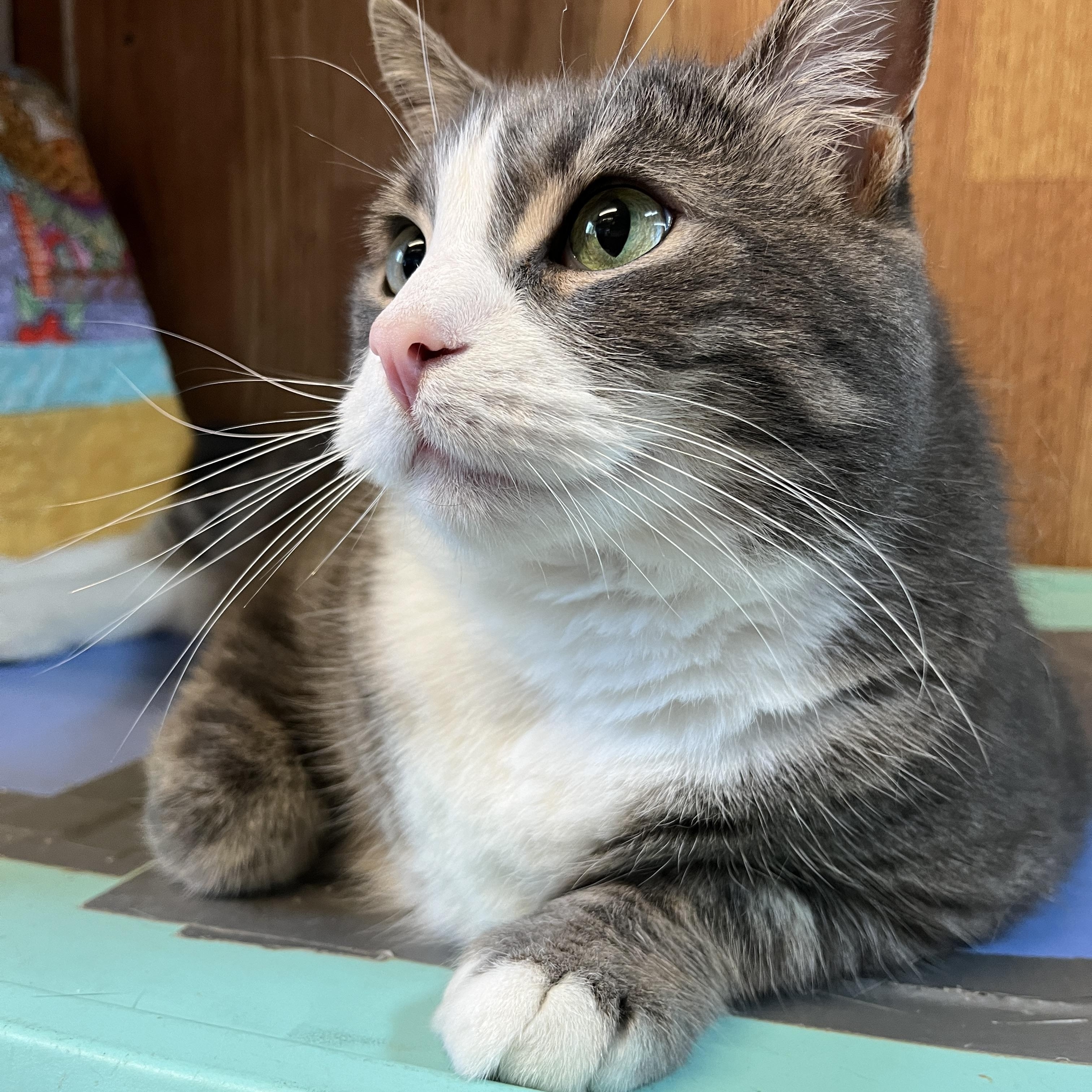 JAZY (CR/SC), a Adoptable Domestic Short Hair in Sainte-Angele-de-Monnoir, QC image 5/7