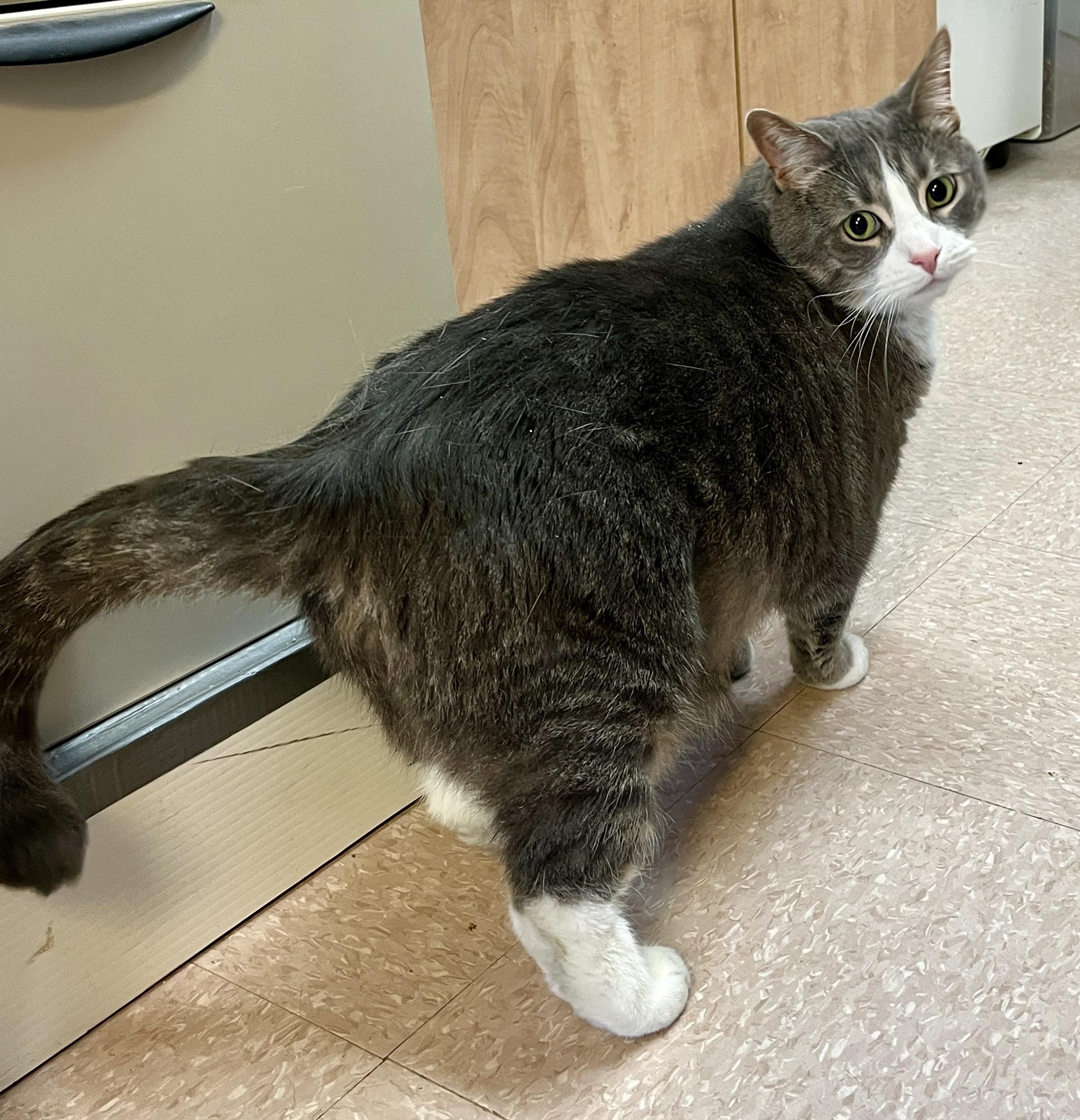 JAZY (CR/SC), a Adoptable Domestic Short Hair in Sainte-Angele-de-Monnoir, QC image 4/7