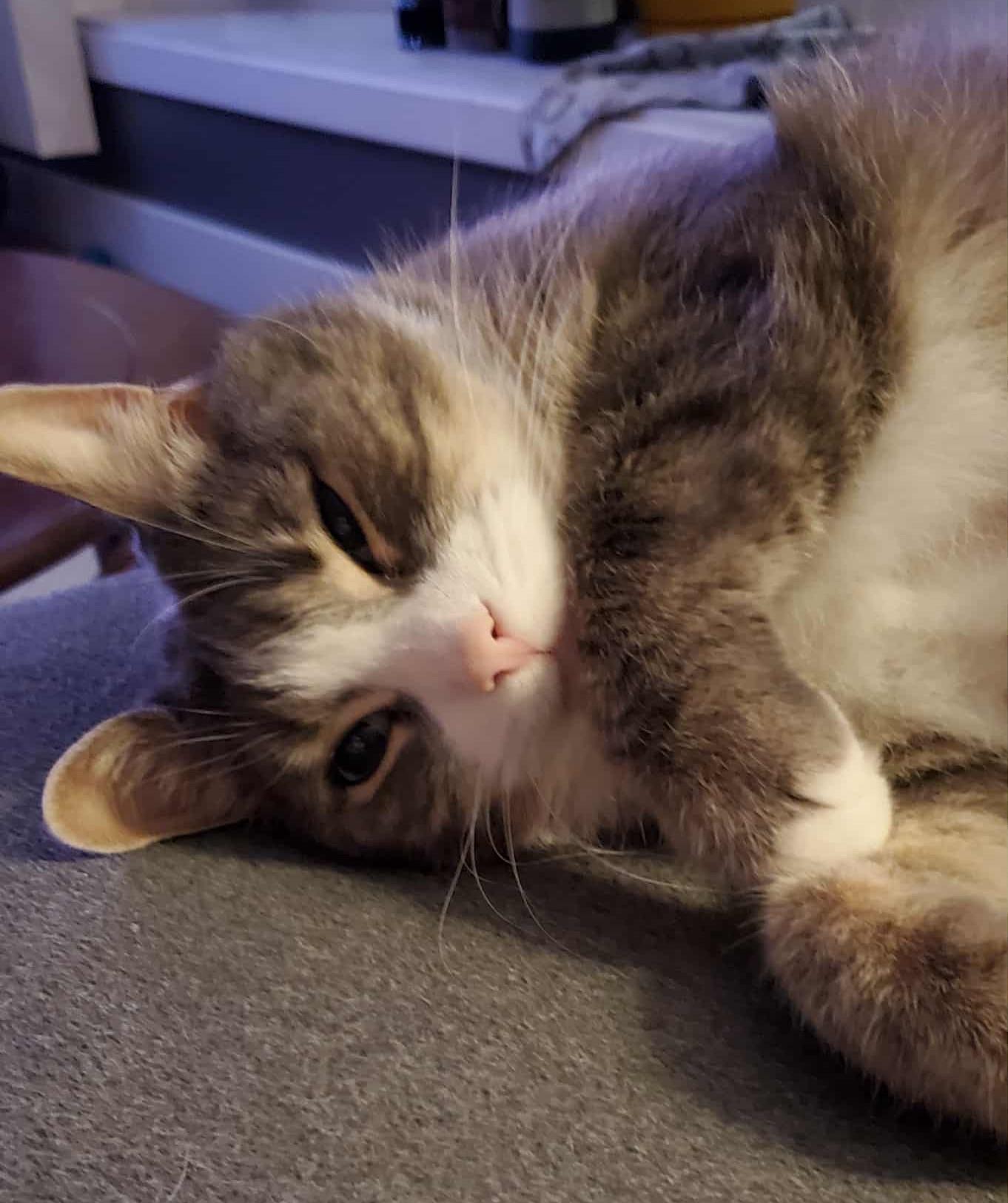 JAZY (CR/SC), a Adoptable Domestic Short Hair in Sainte-Angele-de-Monnoir, QC image 2/7