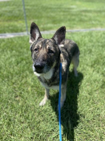 Chef, Adoptable, Senior Male Shepherd & Mixed Breed.