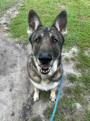Enlarge Chef, a Adoptable mixed breed in Vero Beach, FL image 2/2