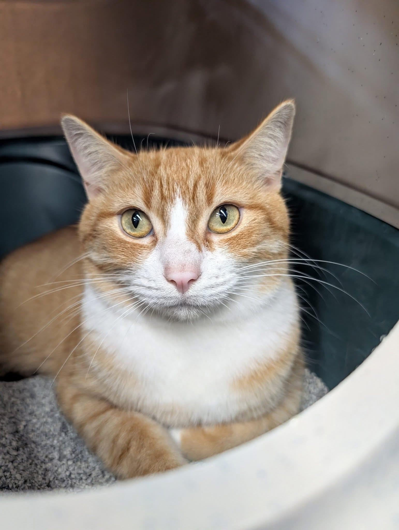 Fynn, Adoptable, Adult Male Domestic Short Hair.