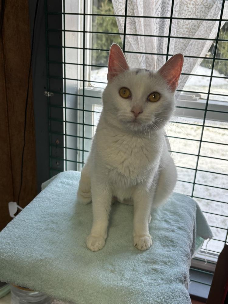 SNOW, Adoptable, Young Female Domestic Short Hair.