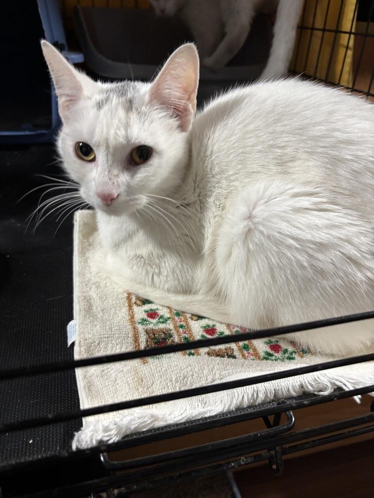 Enlarge SNOW, a Adoptable mixed breed in New Woodstock, NY image 4/6