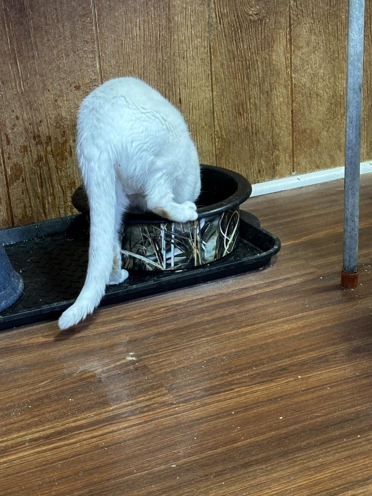 SNOW, Adoptable, Young Female Domestic Short Hair.
