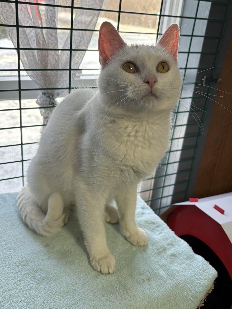 Enlarge SNOW, a Adoptable mixed breed in New Woodstock, NY image 6/6