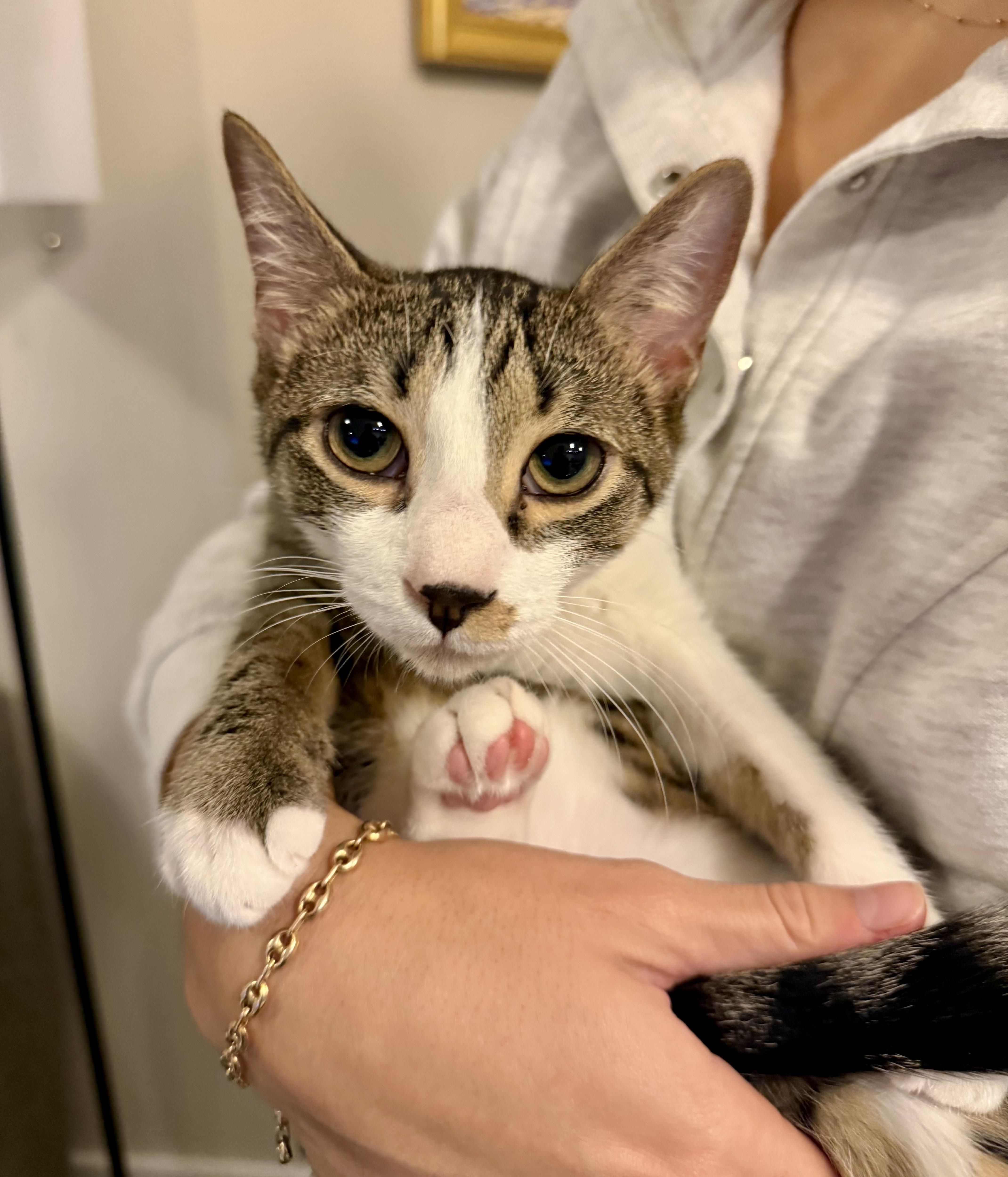 Enlarge Nolan, a Adoptable mixed breed in Waxhaw, NC image 5/6