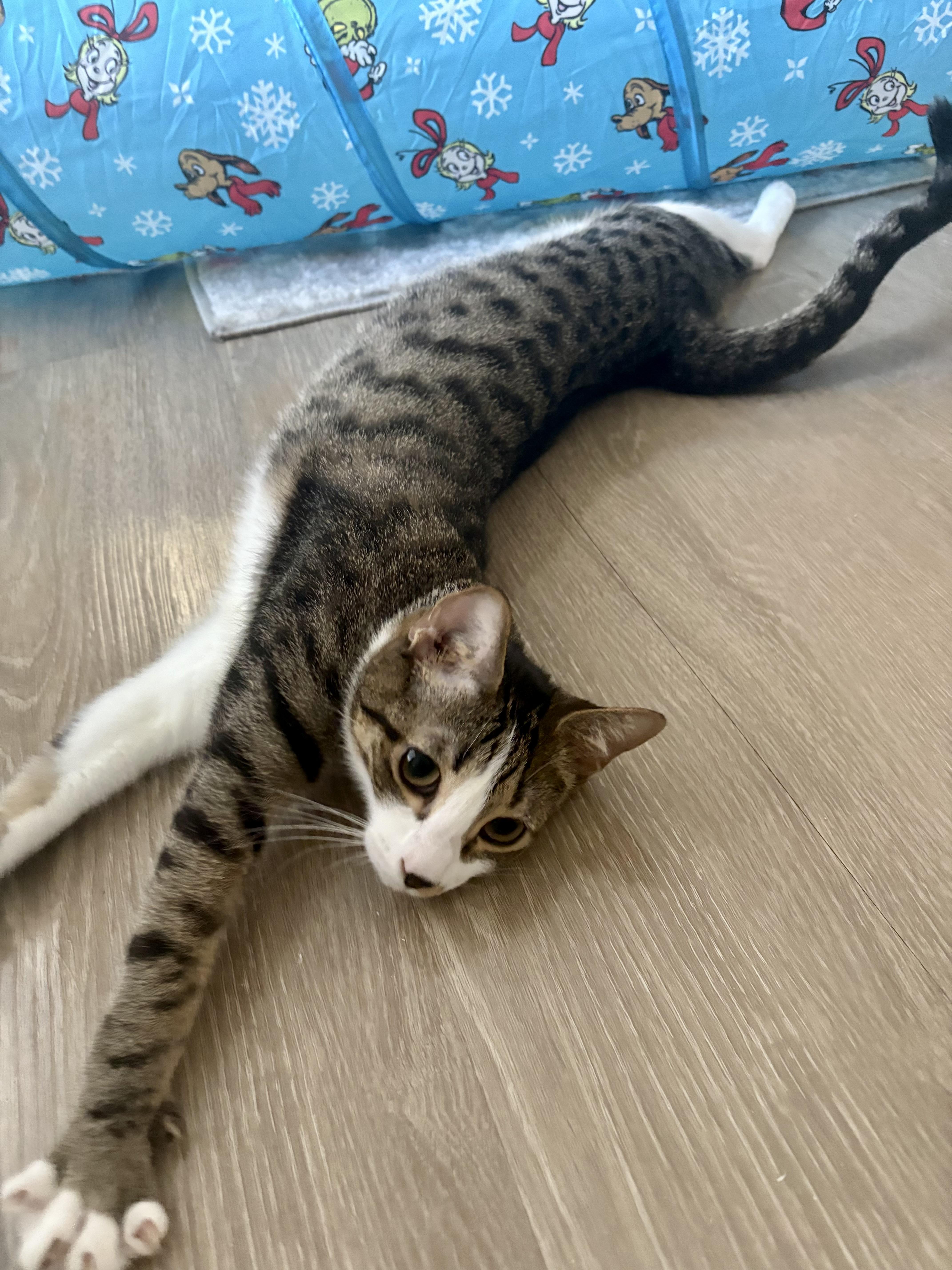 Enlarge Nolan, a Adoptable mixed breed in Waxhaw, NC image 6/6