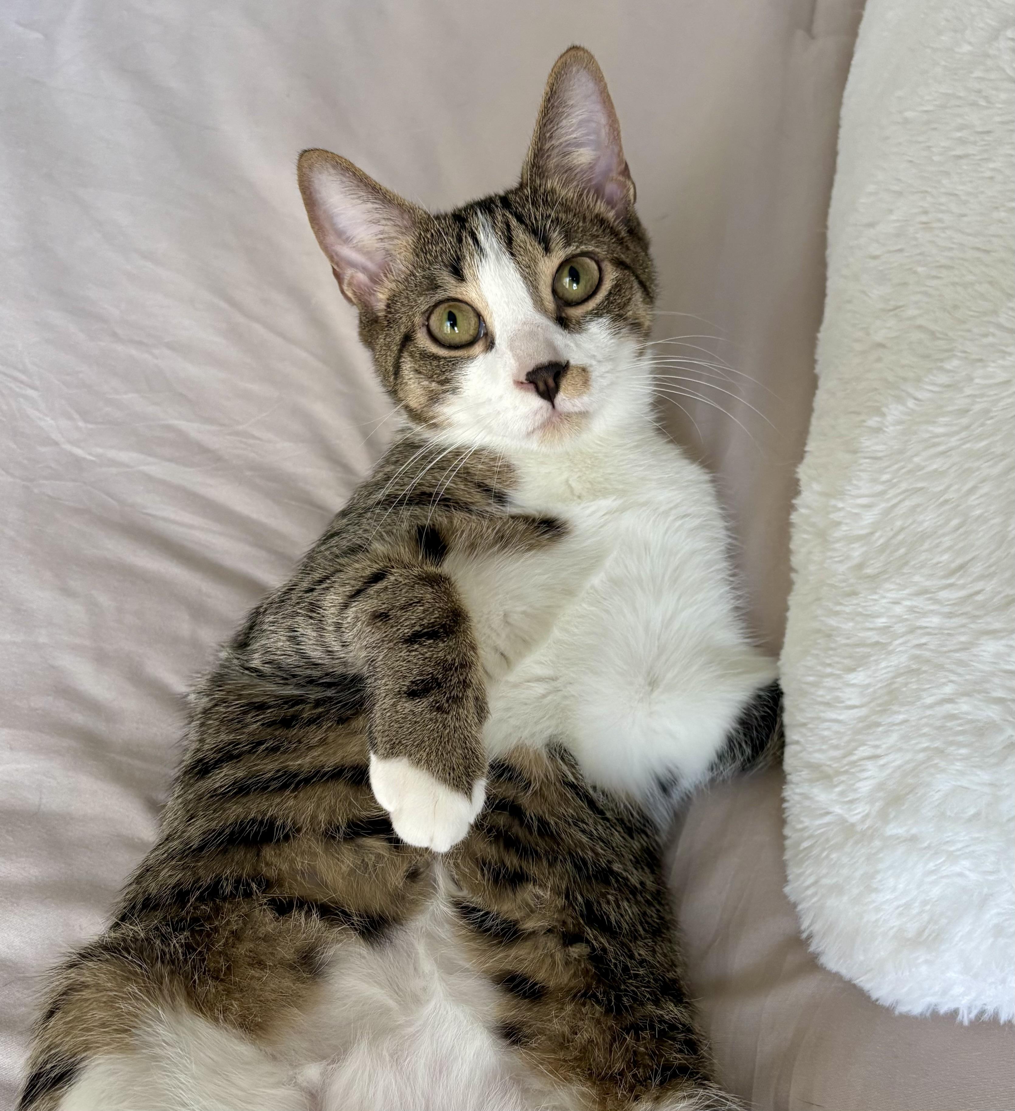 Nolan, Adoptable, Young Male Tabby.