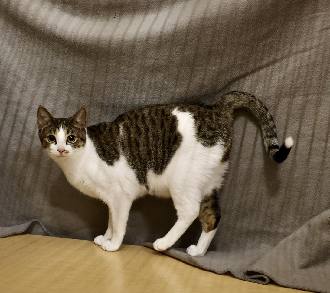 Enlarge Nolan, a Adoptable mixed breed in Waxhaw, NC image 2/6